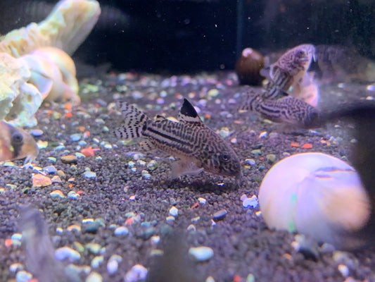 Leopard Cory
