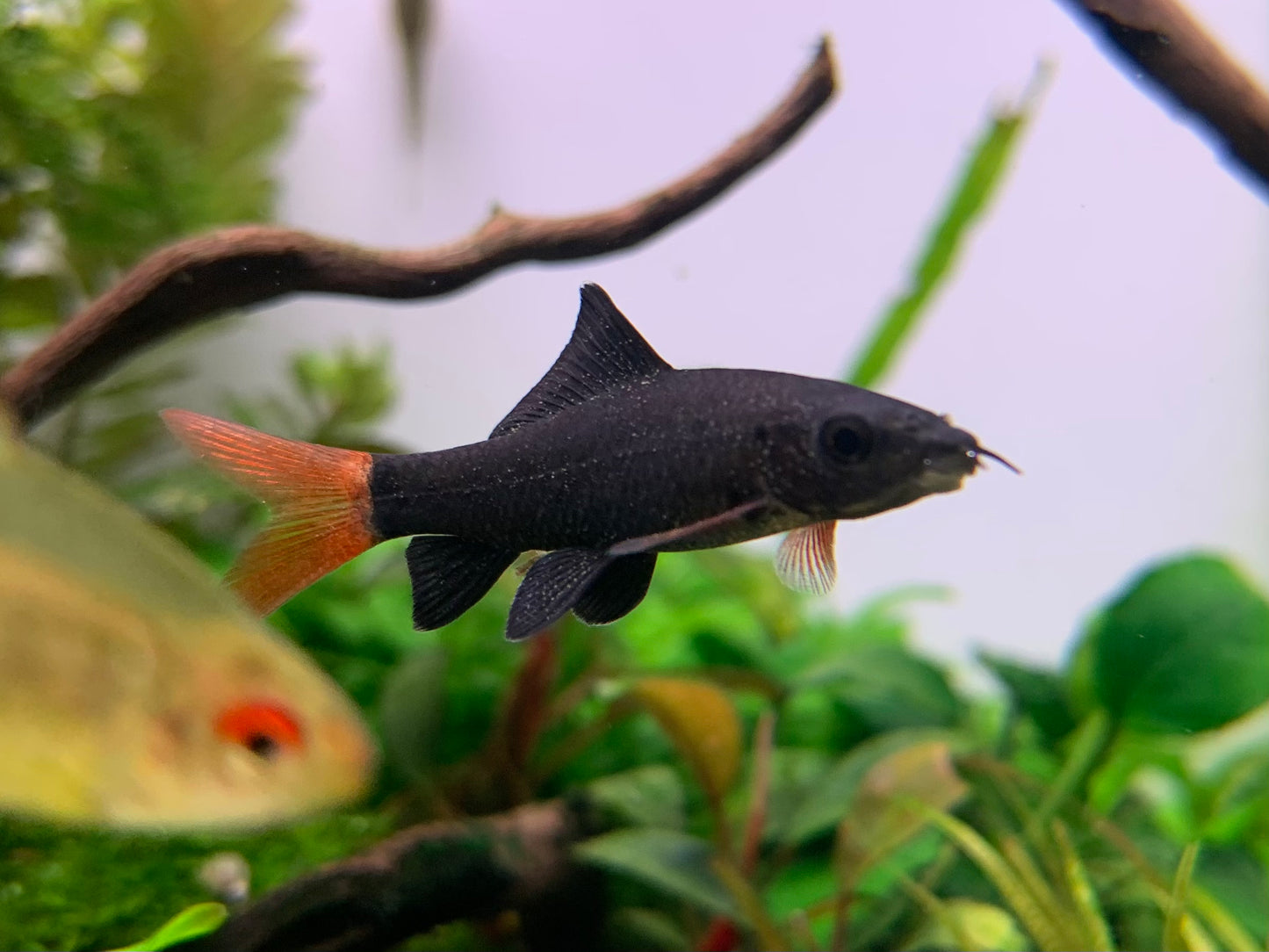 Rainbow Shark