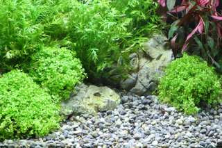 DENNERLE PLANTAHUNTER NATURAL GRAVEL RIVER 5KG