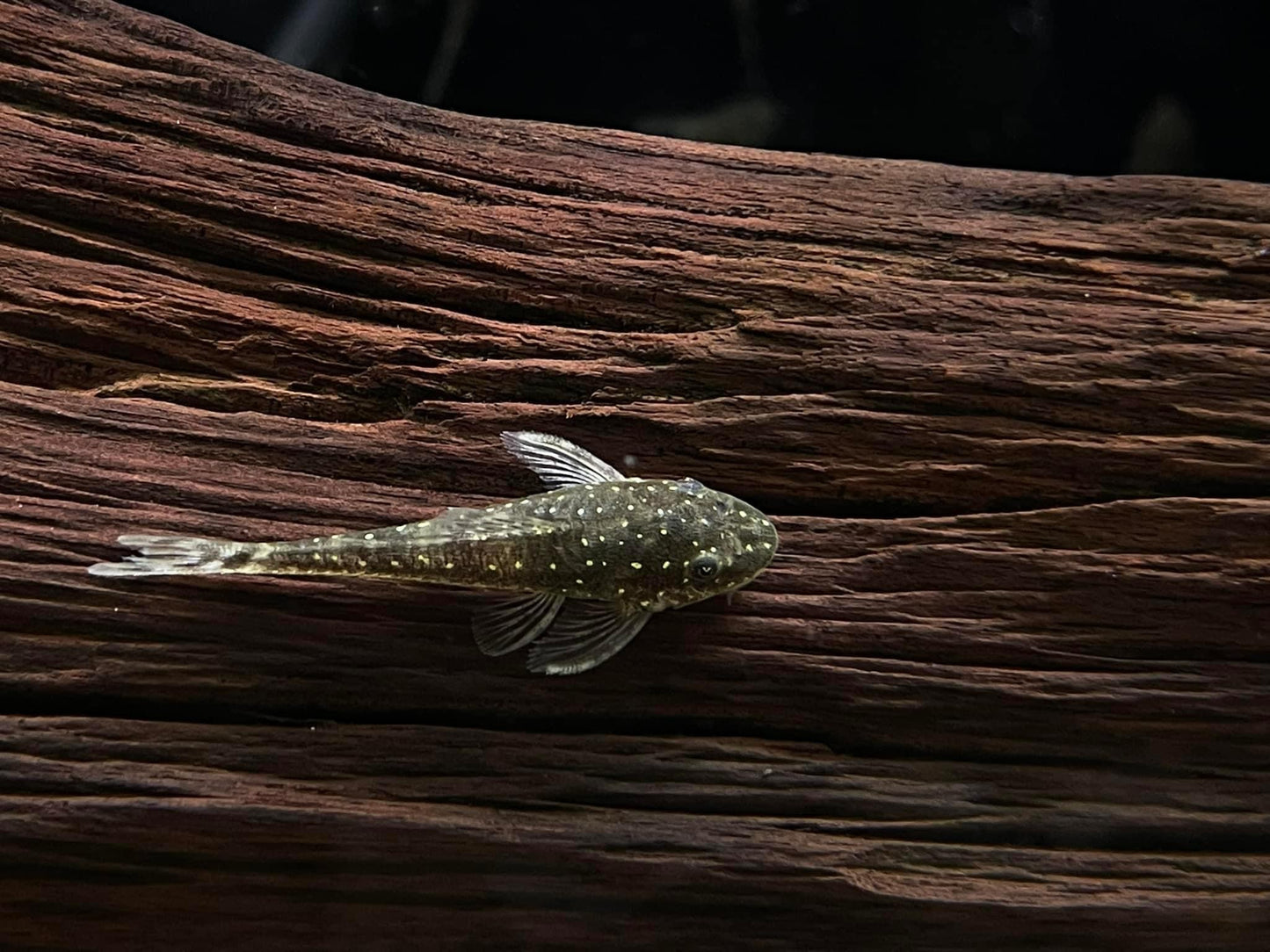 Parotocinclus haroldoi