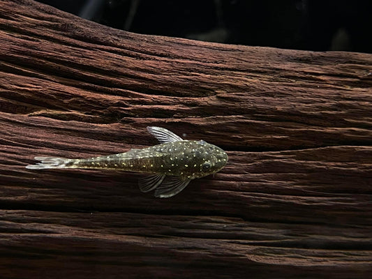 Parotocinclus haroldoi