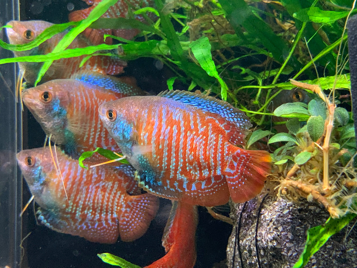 Dwarf Gourami