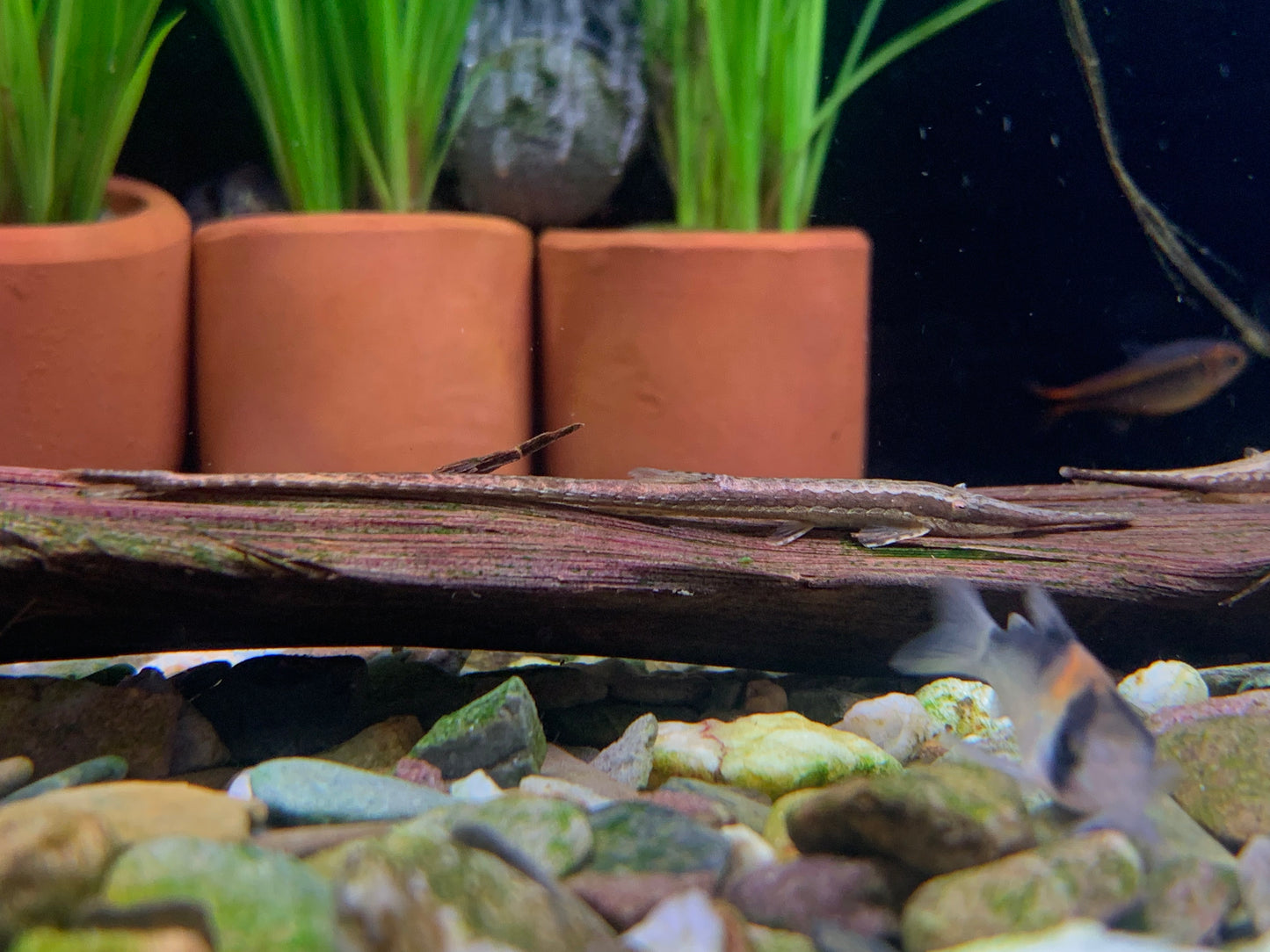 Longnose Twig Catfish