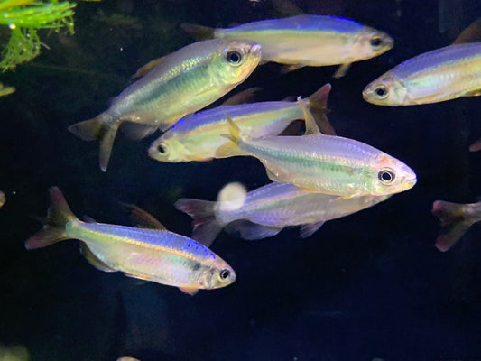 Alestopetersius Brichardi “Cherry Red Congo”