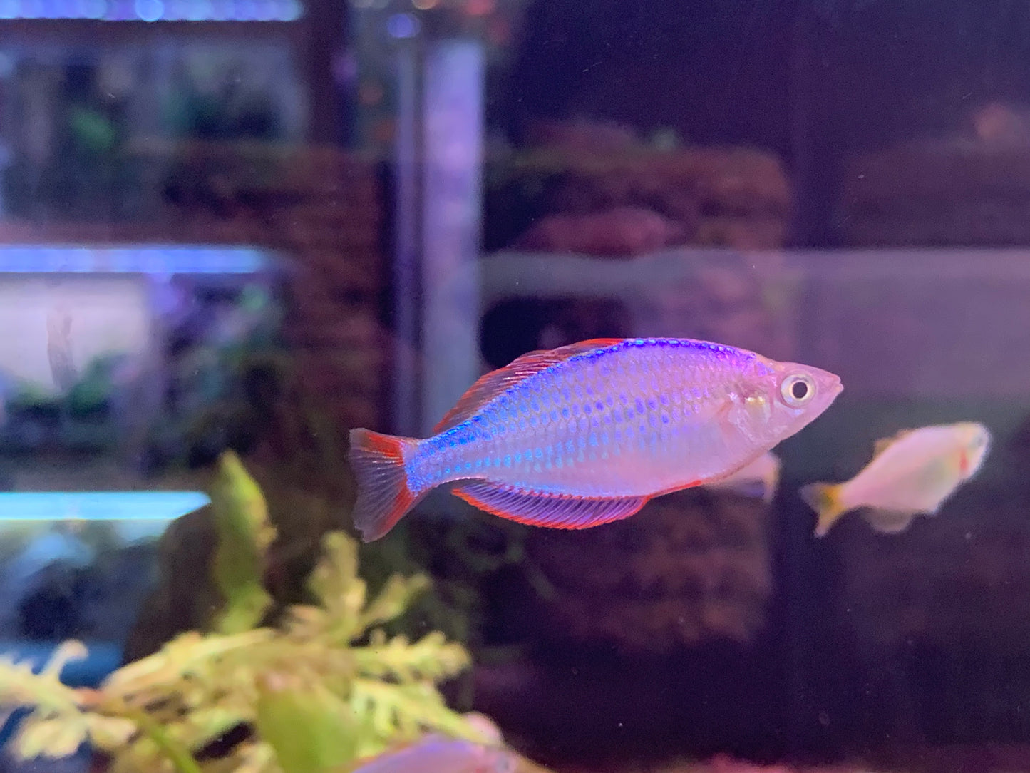 Dwarf Neon Rainbow