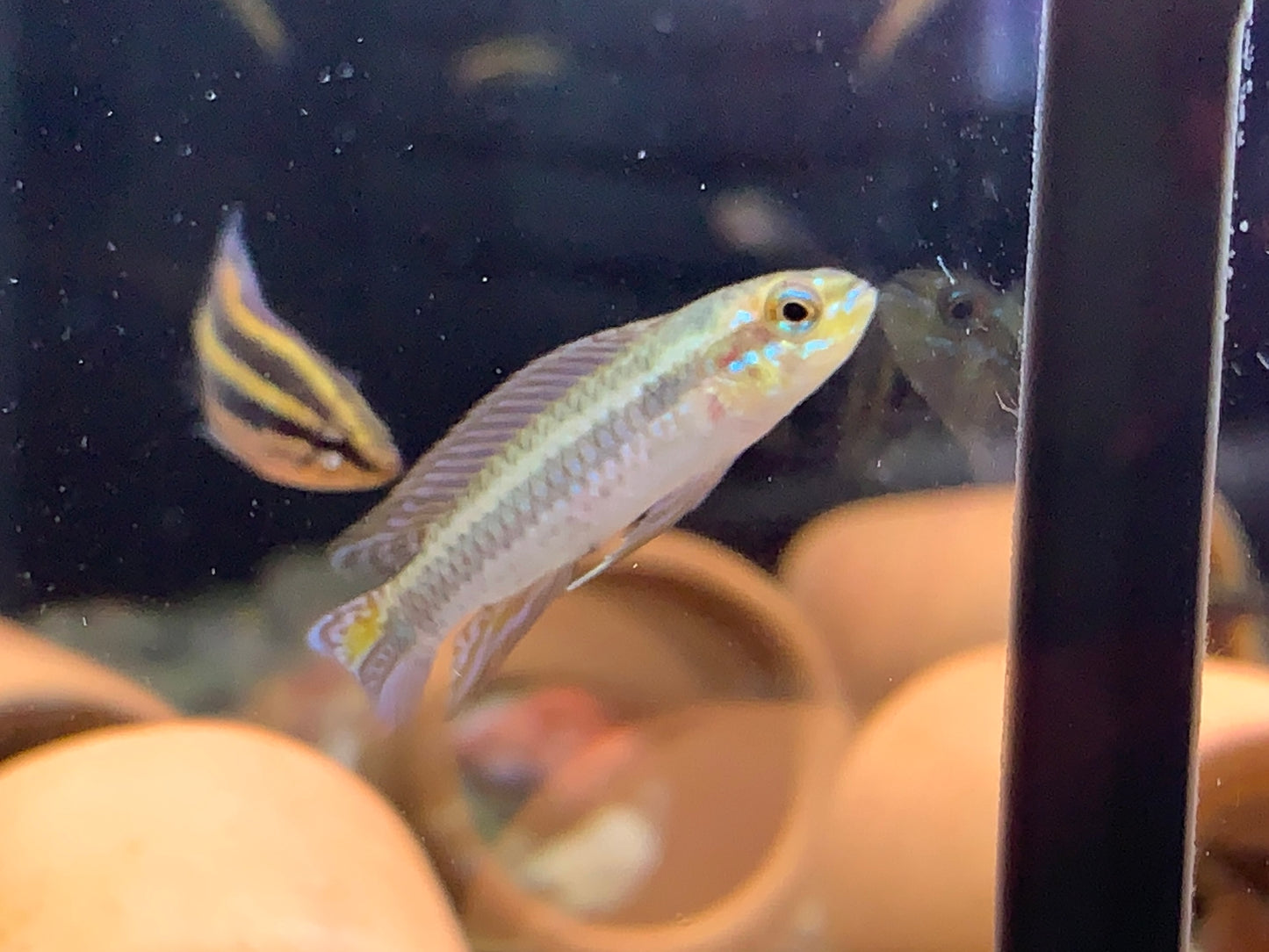 Taeniacara Candidiasis