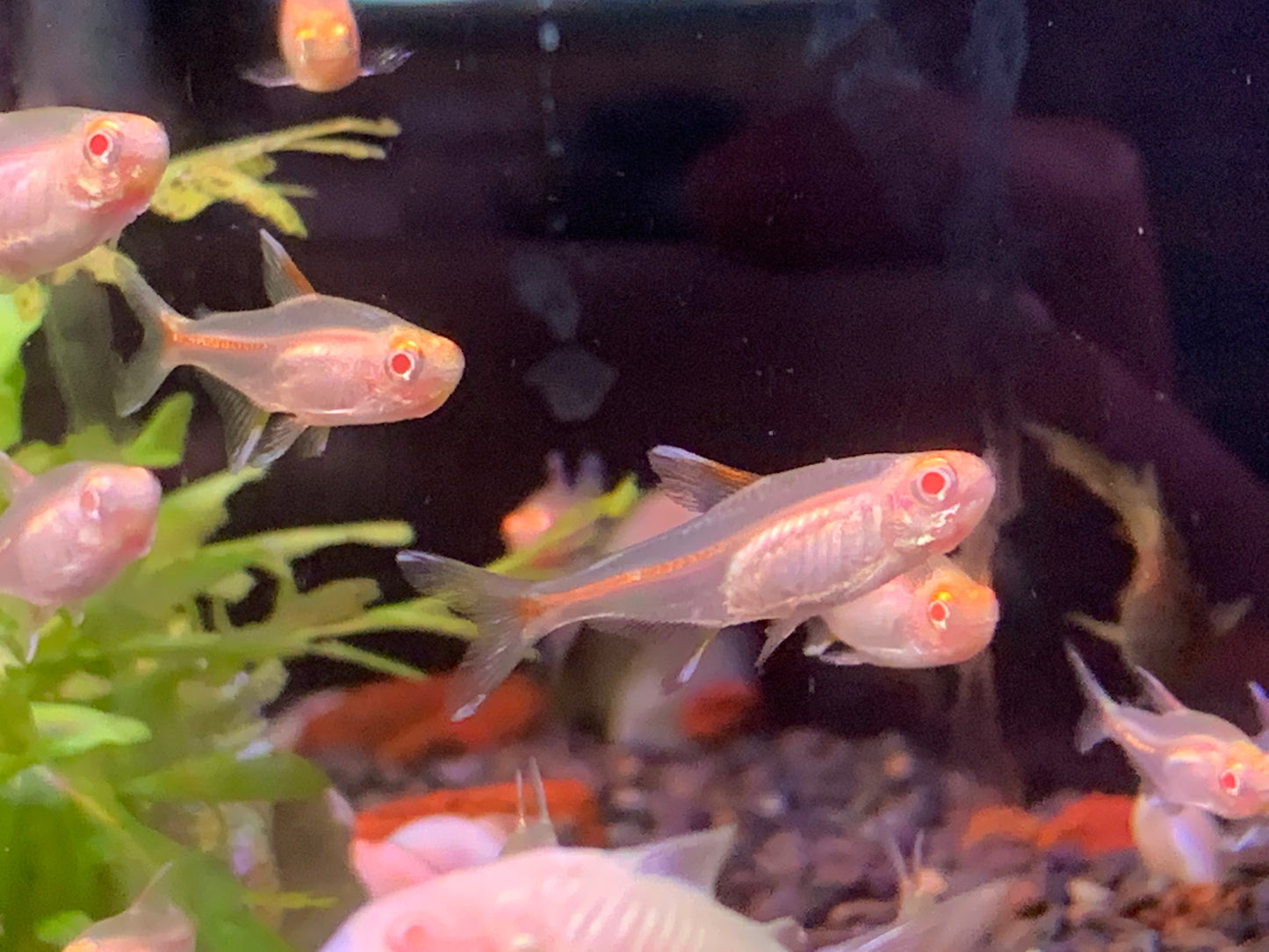 Albino Glowlight Tetra