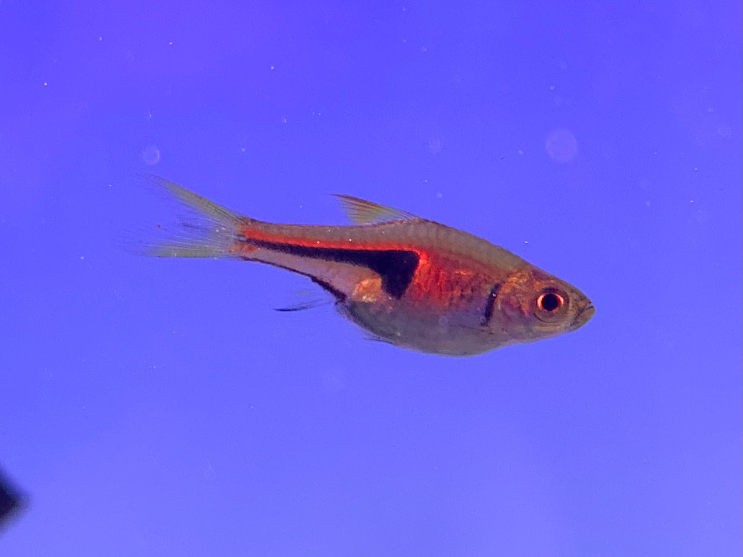 Espei Rasbora