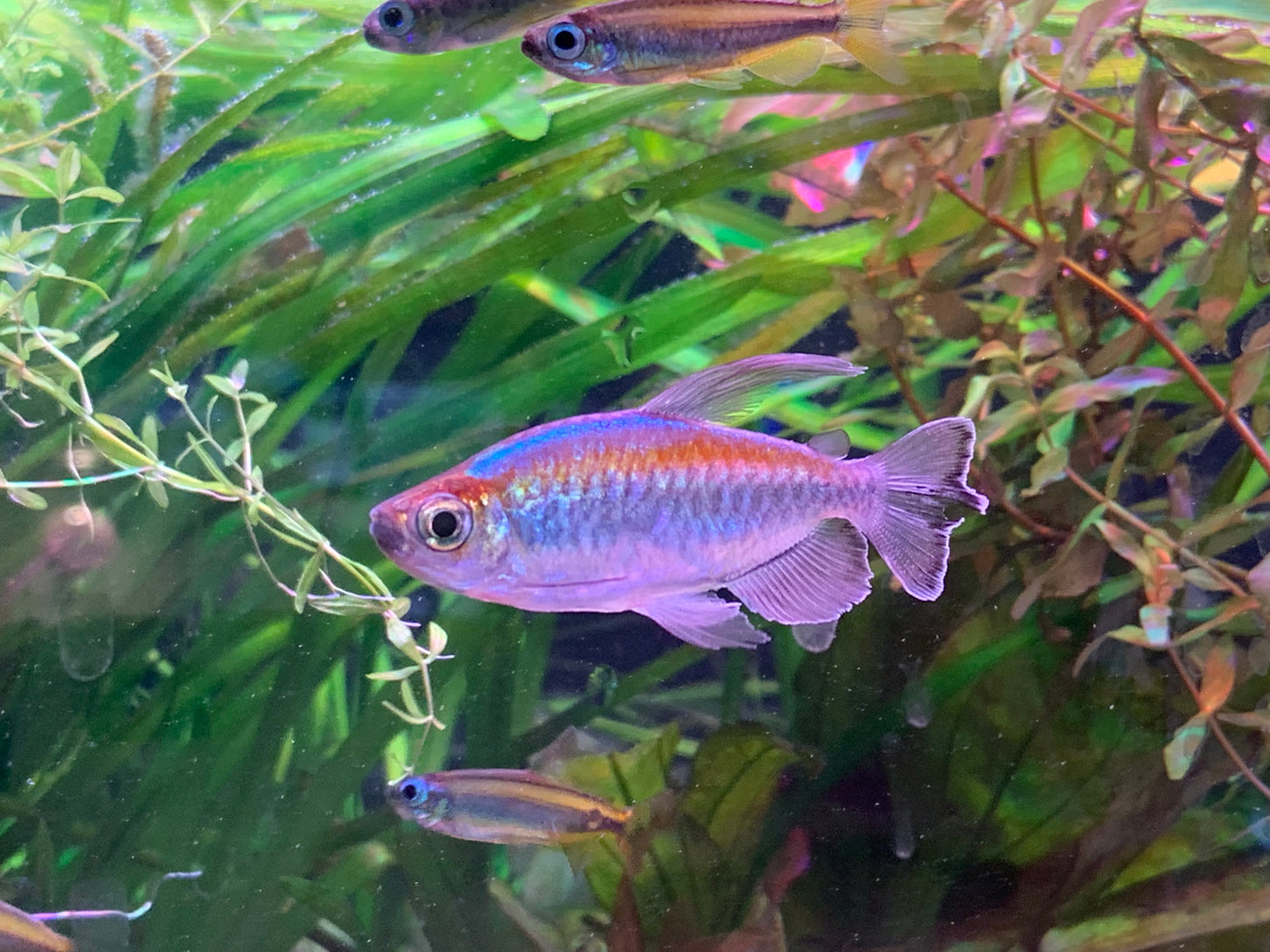 Congo Tetra (Male)