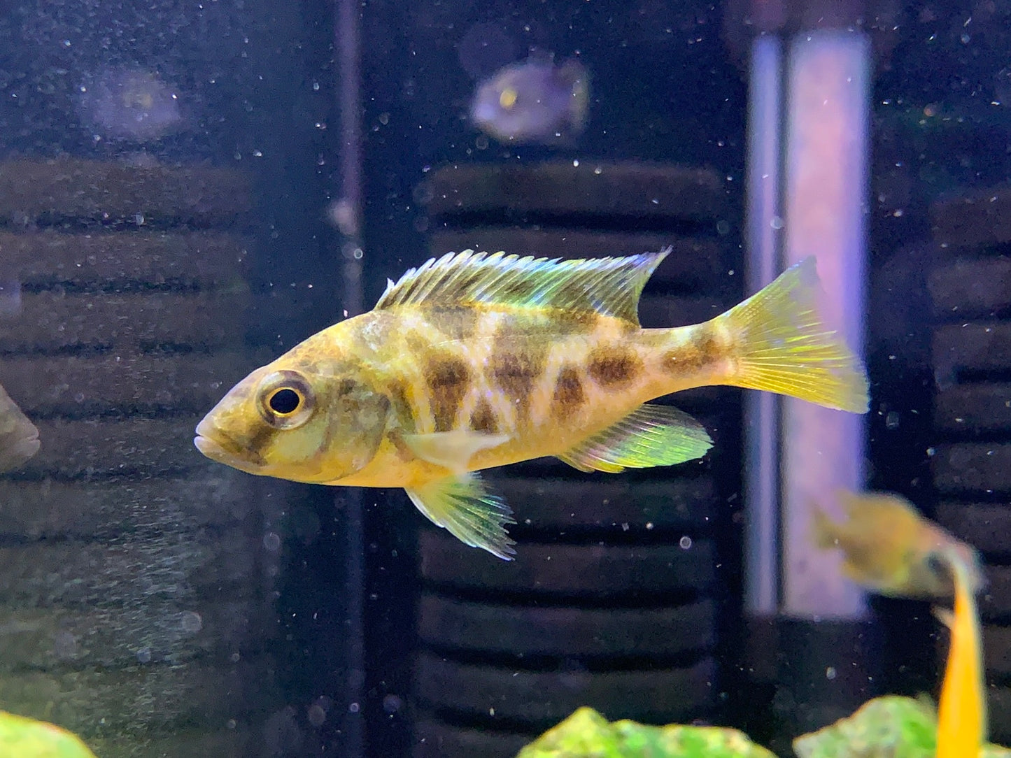 Giraffe Cichlid