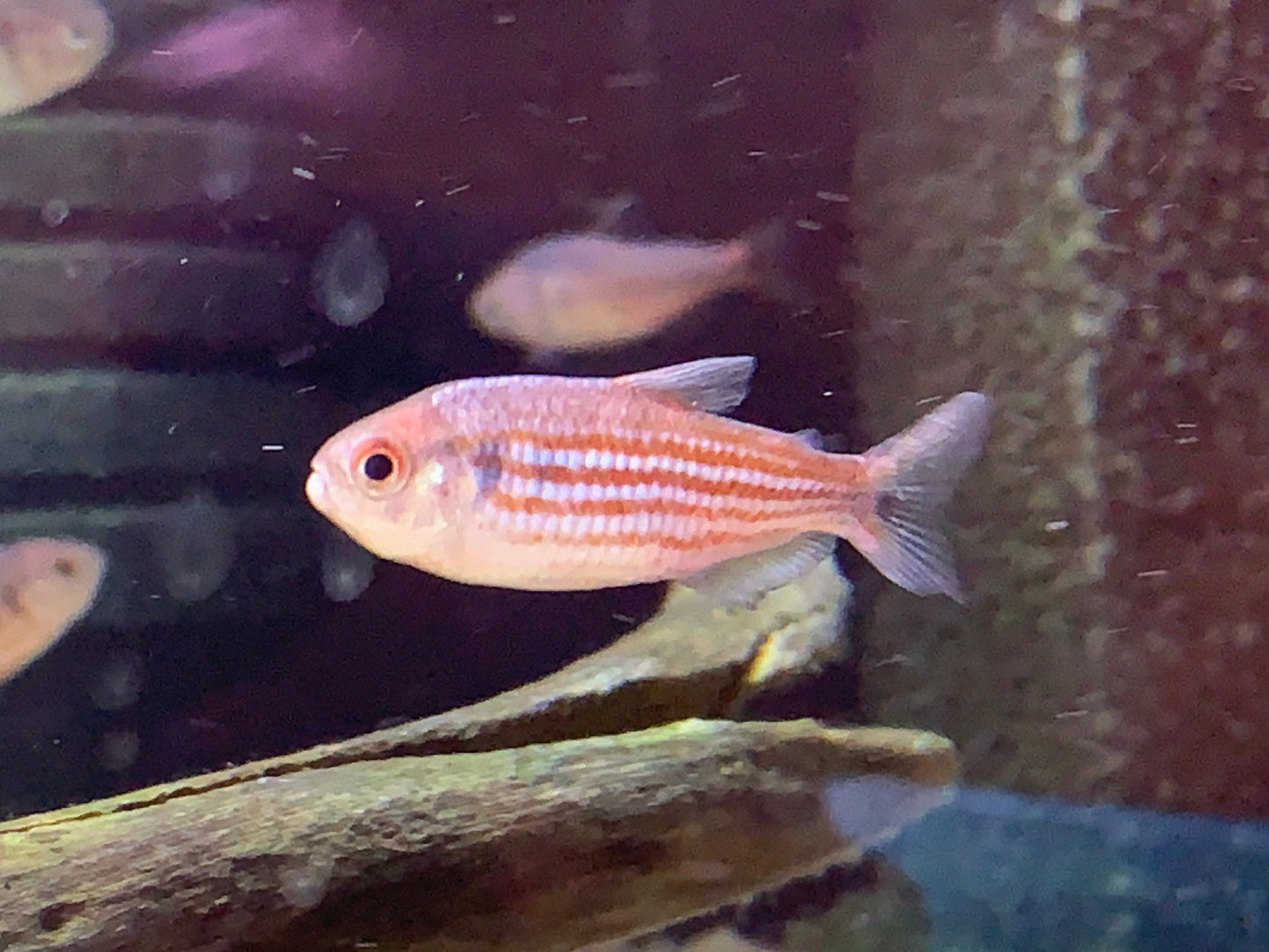 Hyphessobrycon Hexastichos