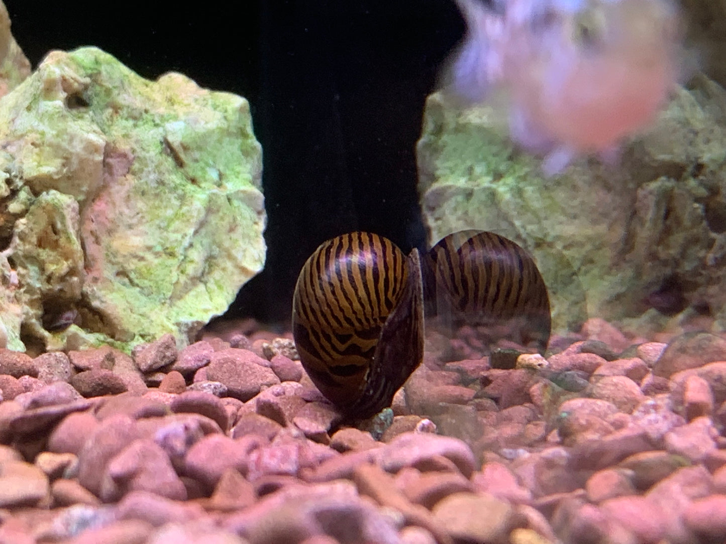 Zebra Snail