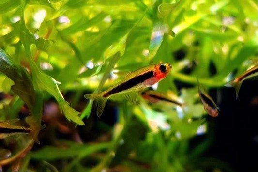 Tucanoichthys Tucano