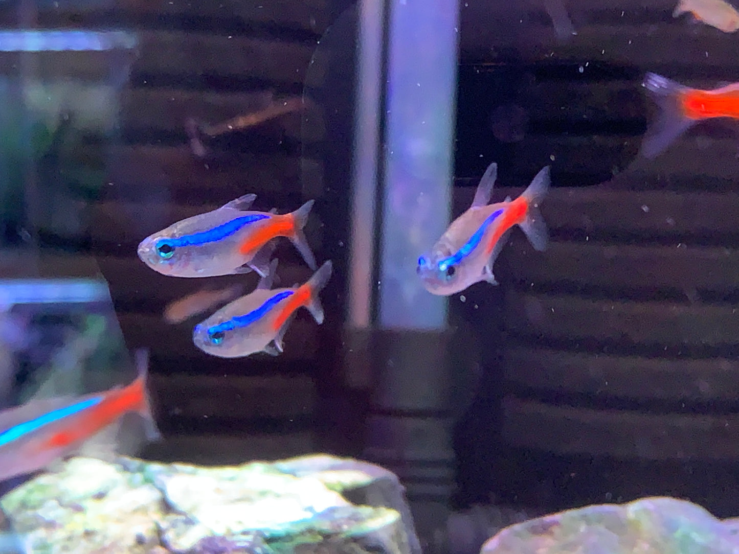 Neon Tetra