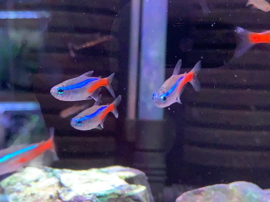Neon Tetra