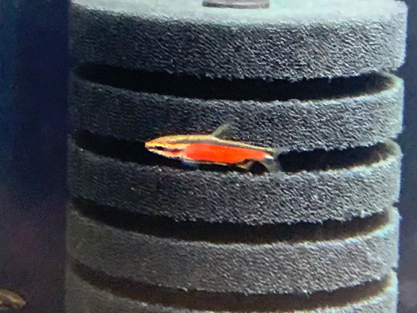 Super Red Cenepa Pencil Fish