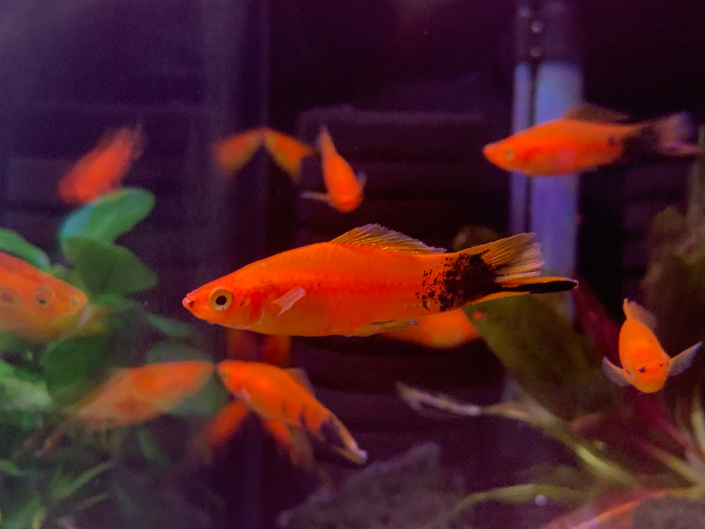 Red Swordtail