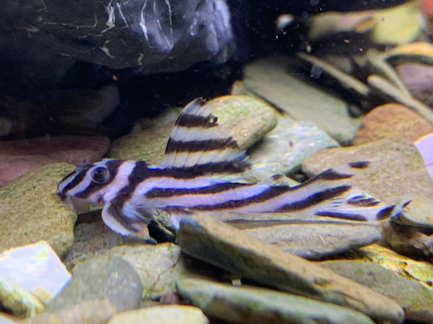 L46 Zebra Pleco