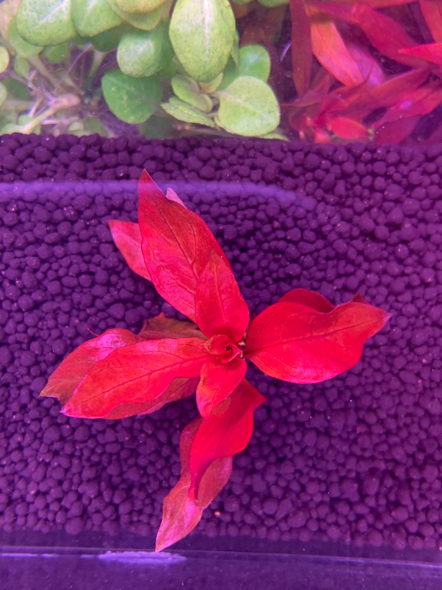 Ludwigia Glandulosa x Repen