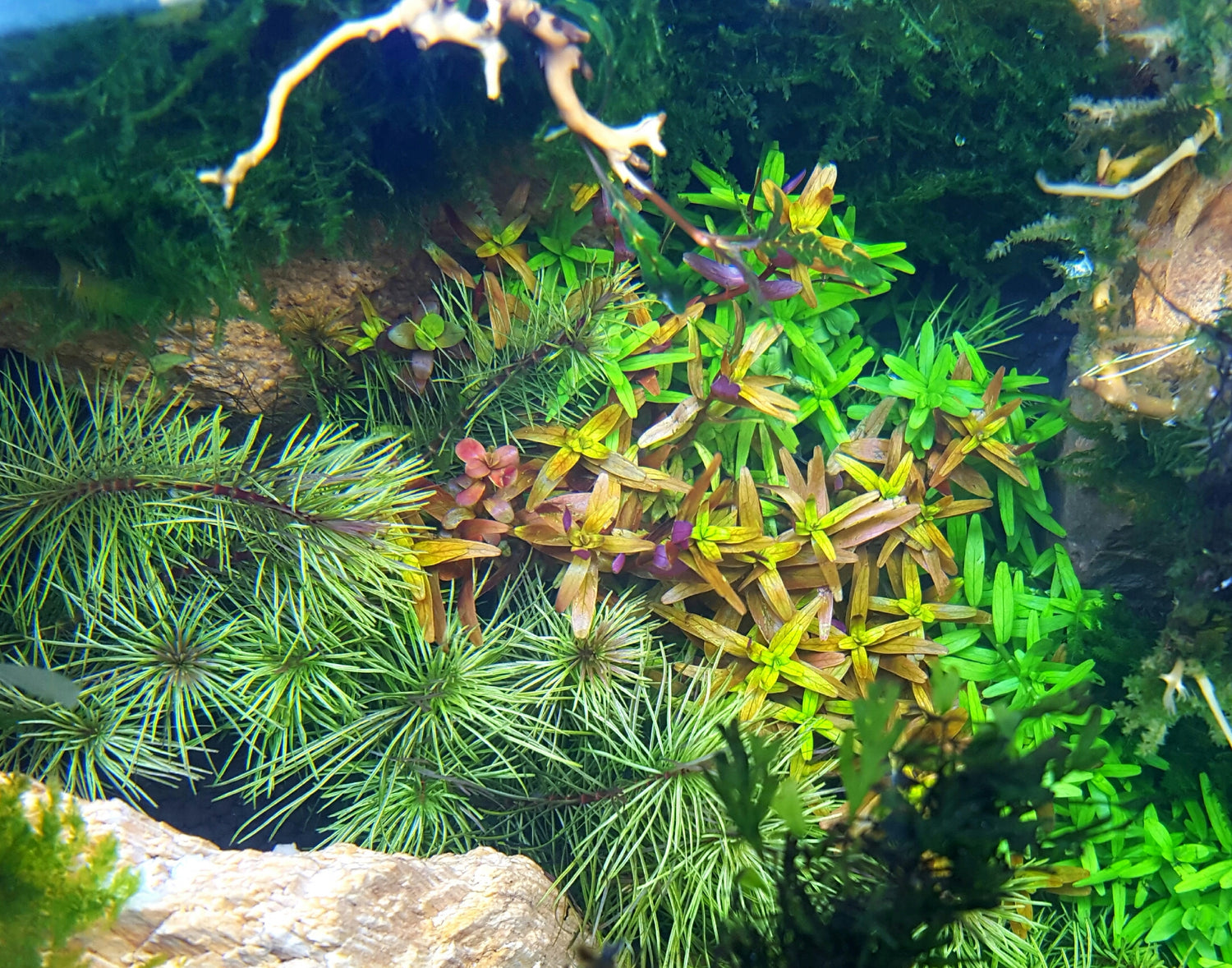 Aquatic Avenue Plant Collection