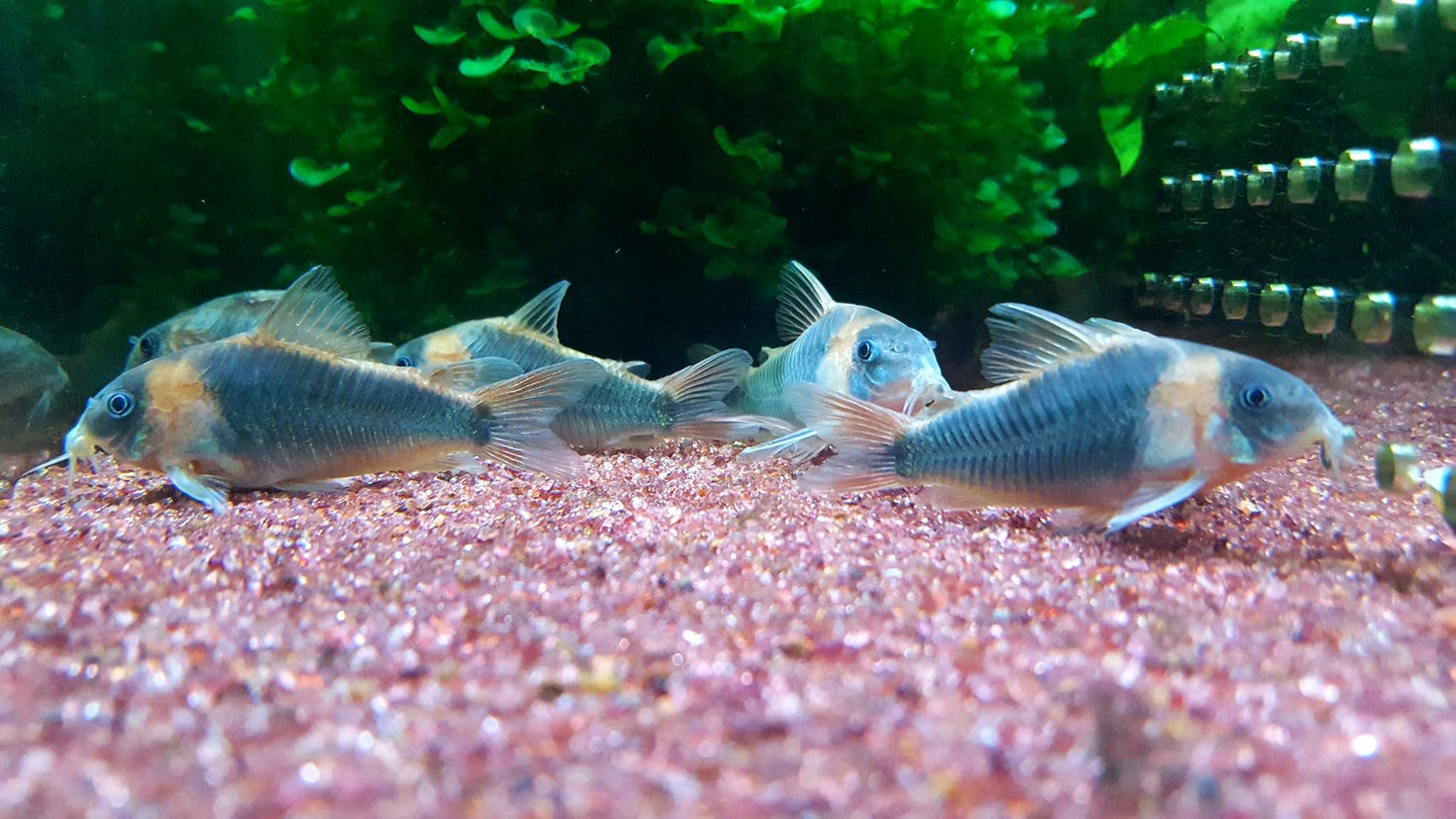 CATFISH FAMILY