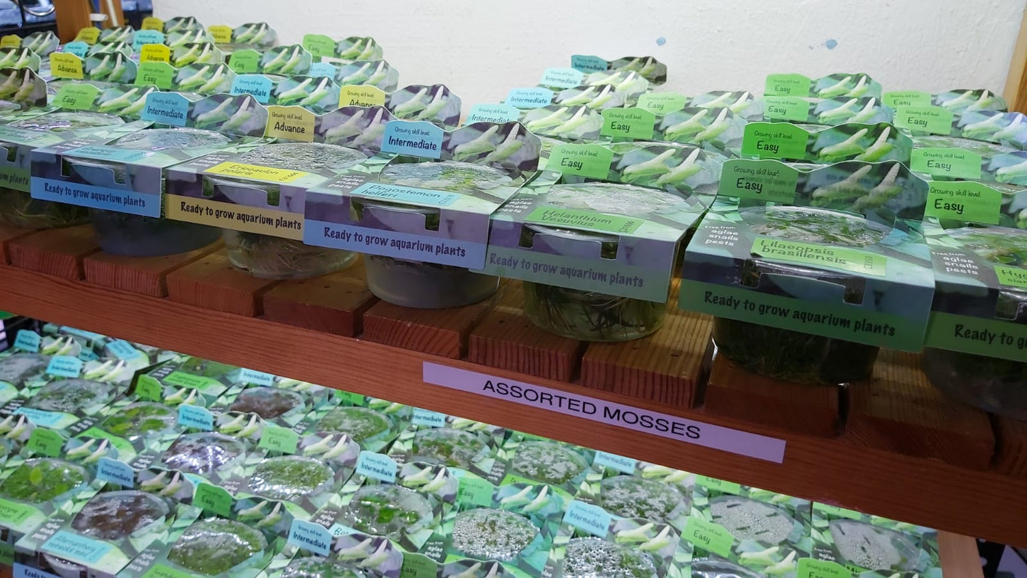 Oriental Tissue Culture Plants