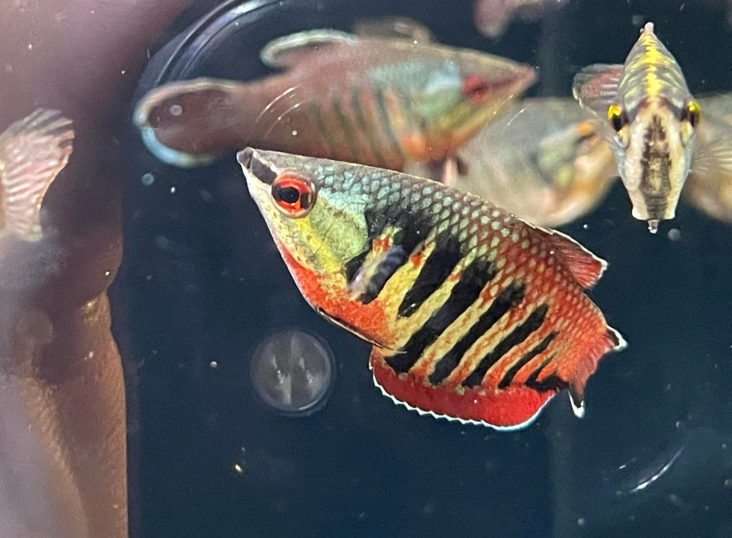 Labyrinth fish (Gourami, betta, paros)