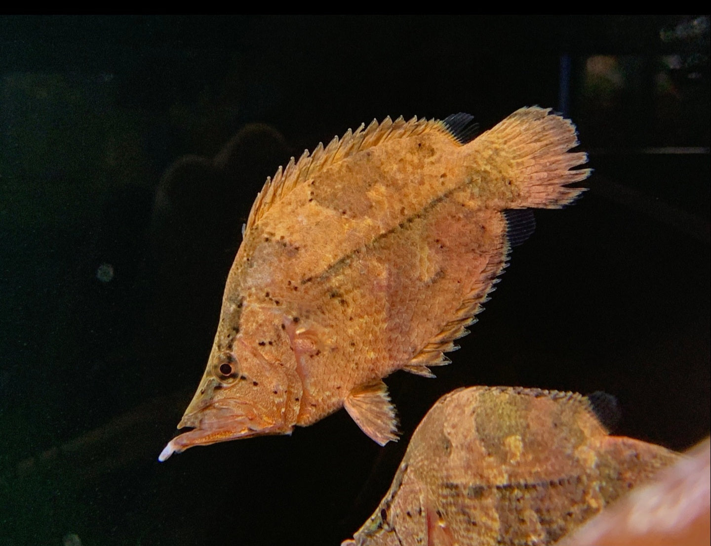 Other Species