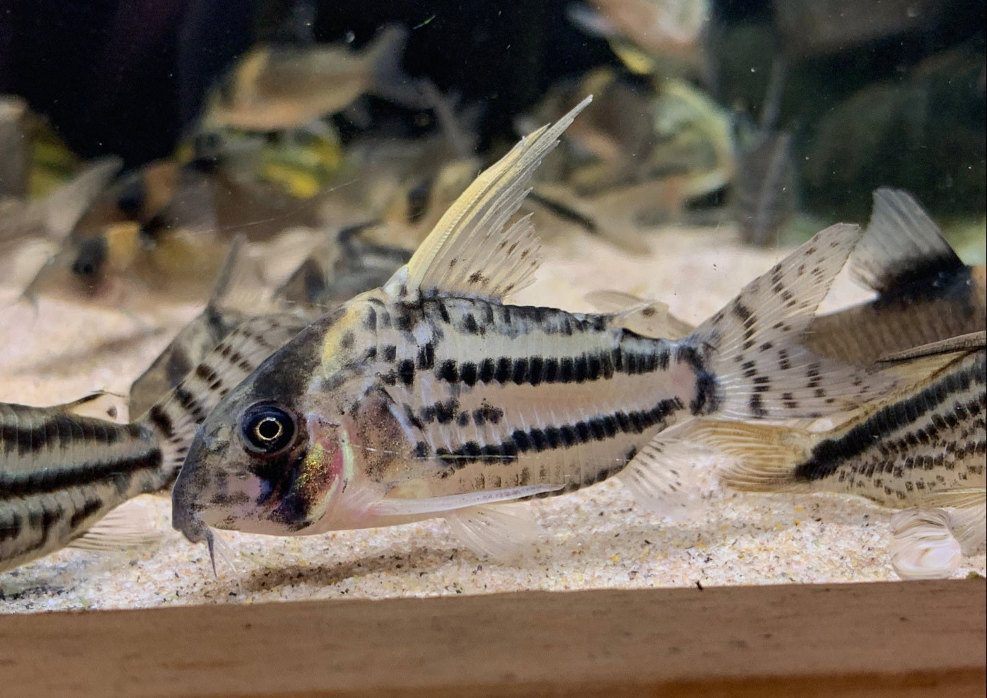 Corydoras