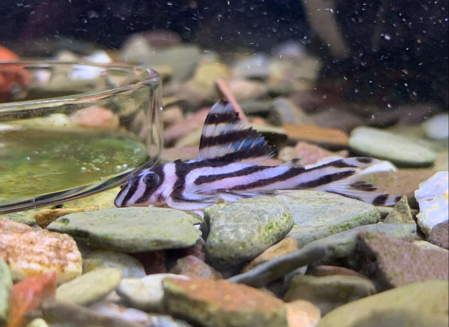 Pleco