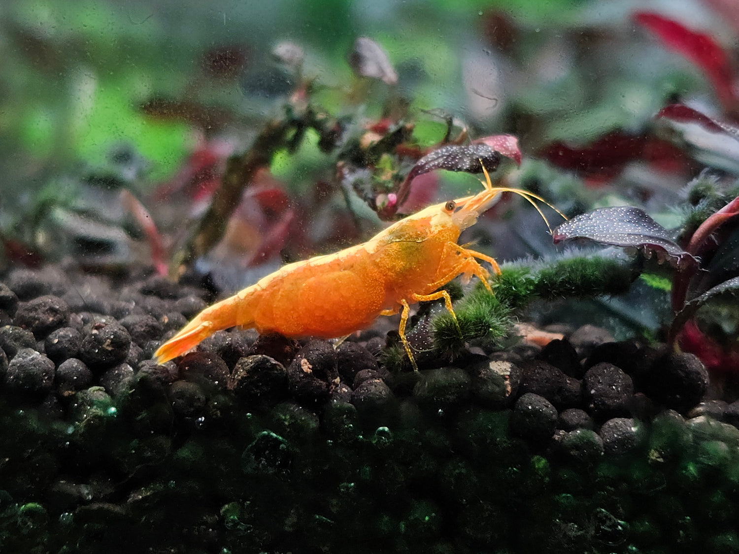 Shrimps, snails, crayfish & clams (invertebrates)