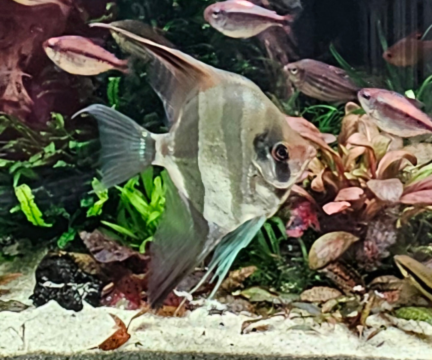 Cichlids - South American & Africa