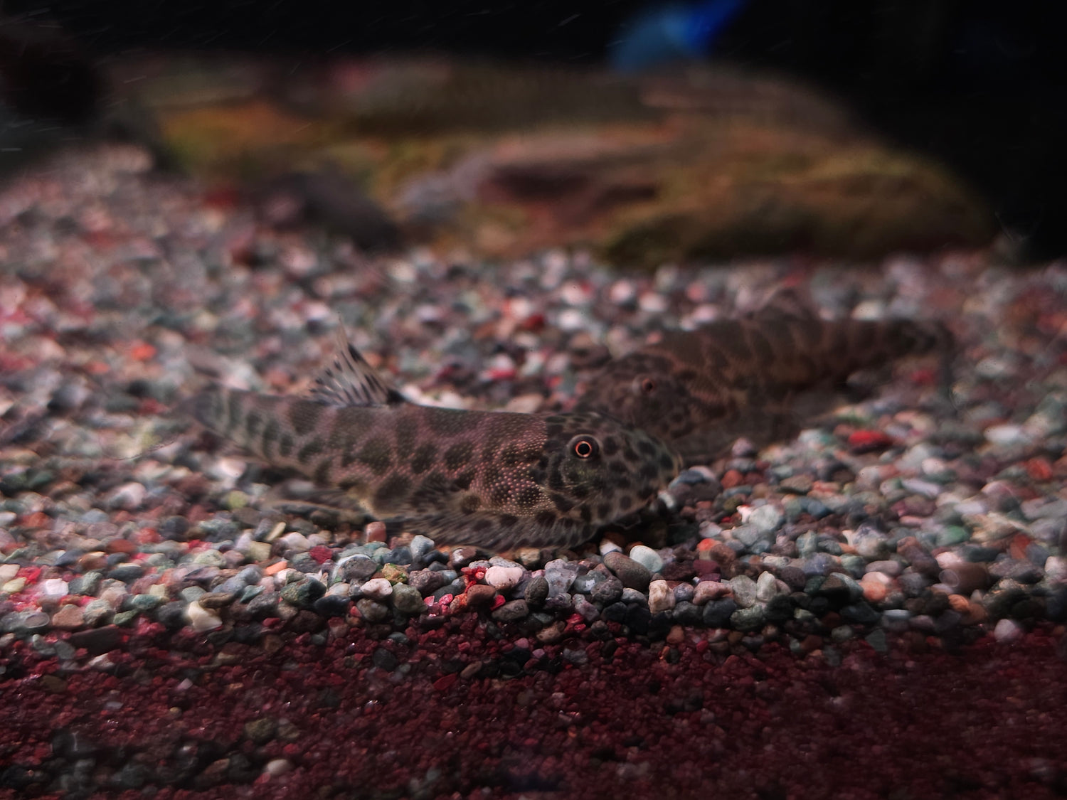 Loaches & Barbs
