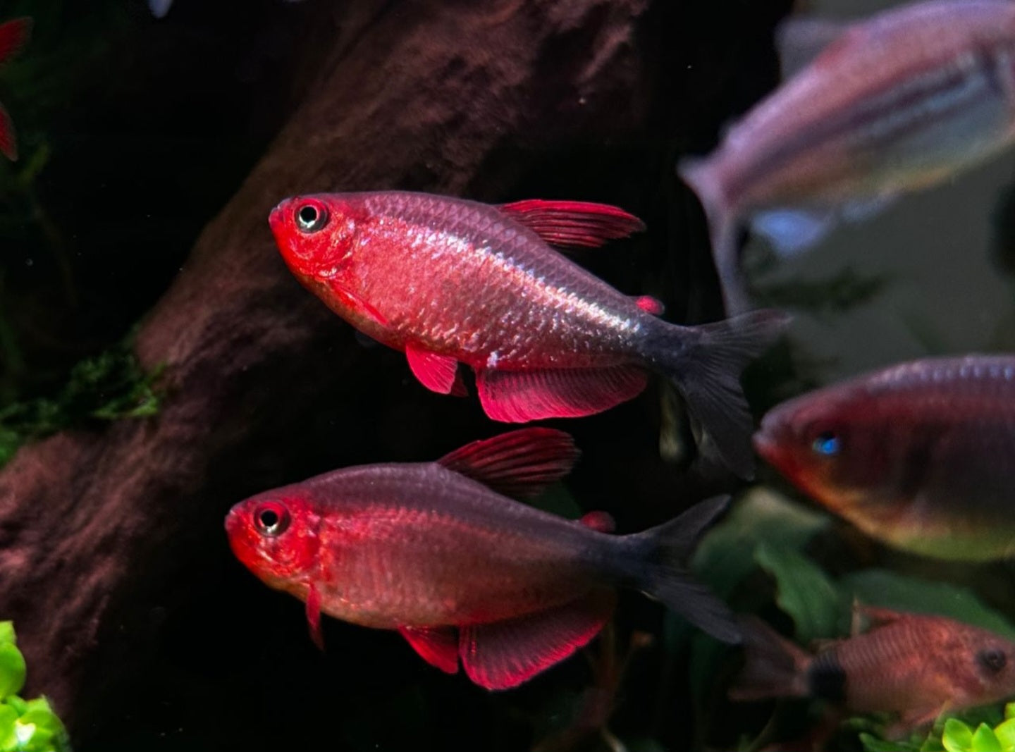 Tetra / Characidae family