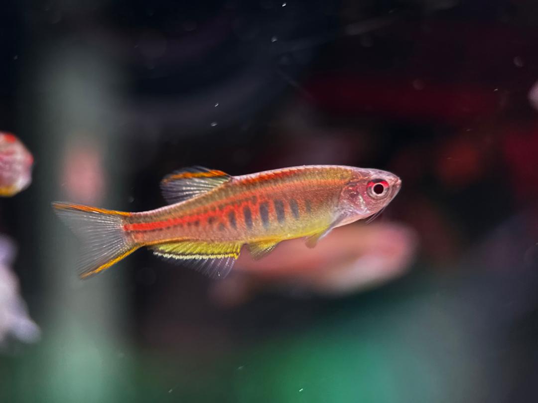 Danio/ Rasbora