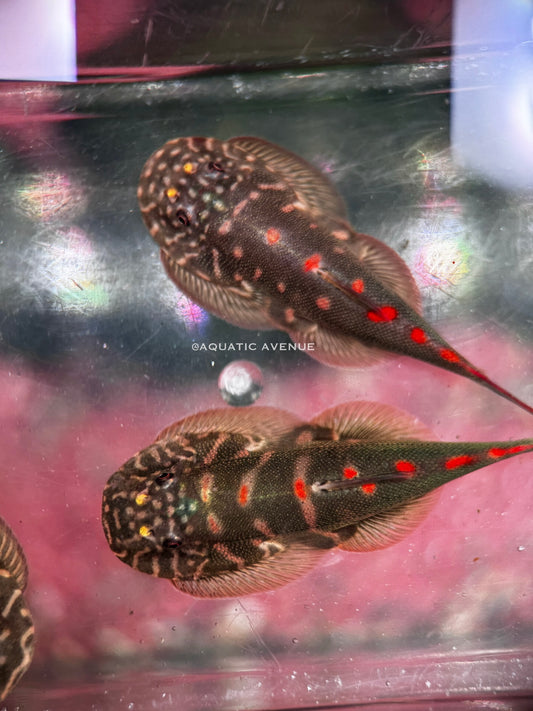 Gastromyzon ornaticauda sp. Red dot