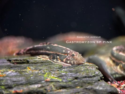 Gastromyzon sp. ‘pink’