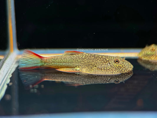 Gastromyzon ornaticauda sp. Galaxy