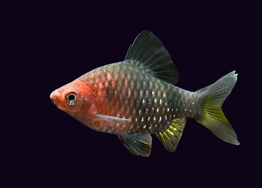 Black Ruby Barb