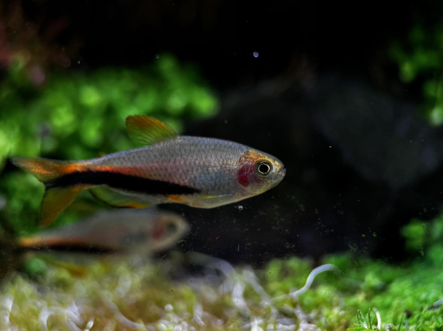 Inpaichthys sp. 'Black arrow'