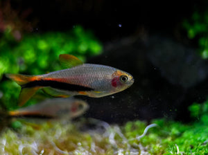 Inpaichthys sp. 'Black arrow'