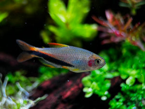 Inpaichthys sp. 'Black arrow'