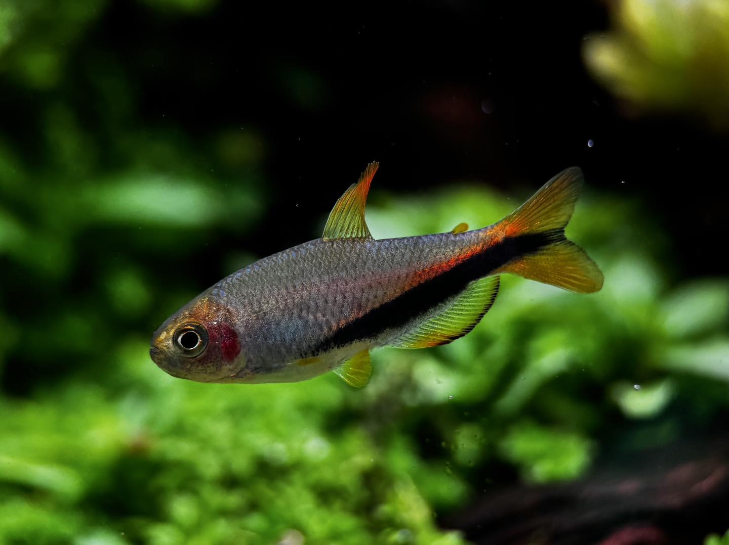 Inpaichthys sp. 'Black arrow'