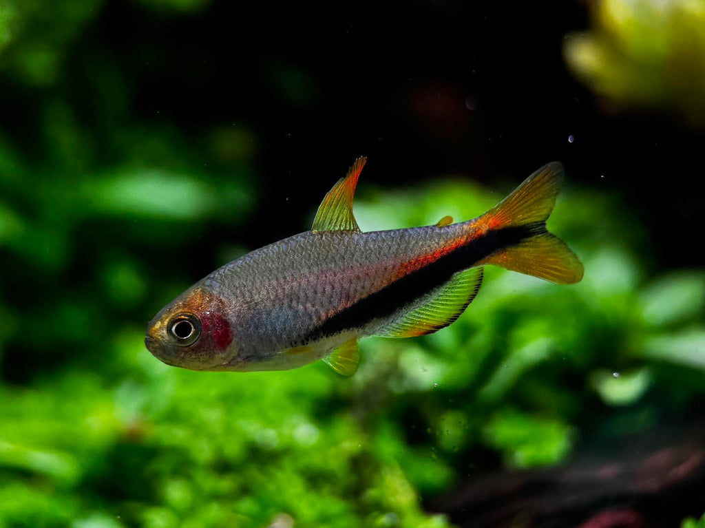 Inpaichthys sp. 'Black arrow'