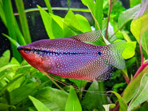 Pearl Gourami