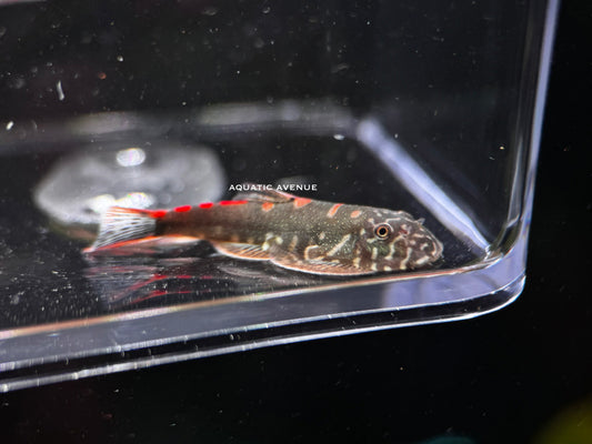 Gastromyzon ornaticauda sp. Red dot