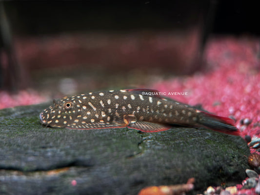 Gastromyzon ornaticauda sp. ‘starlight’