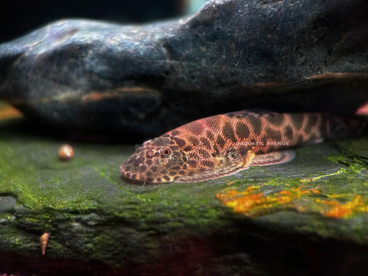 Gastromyzon lepidogaster ‘red’