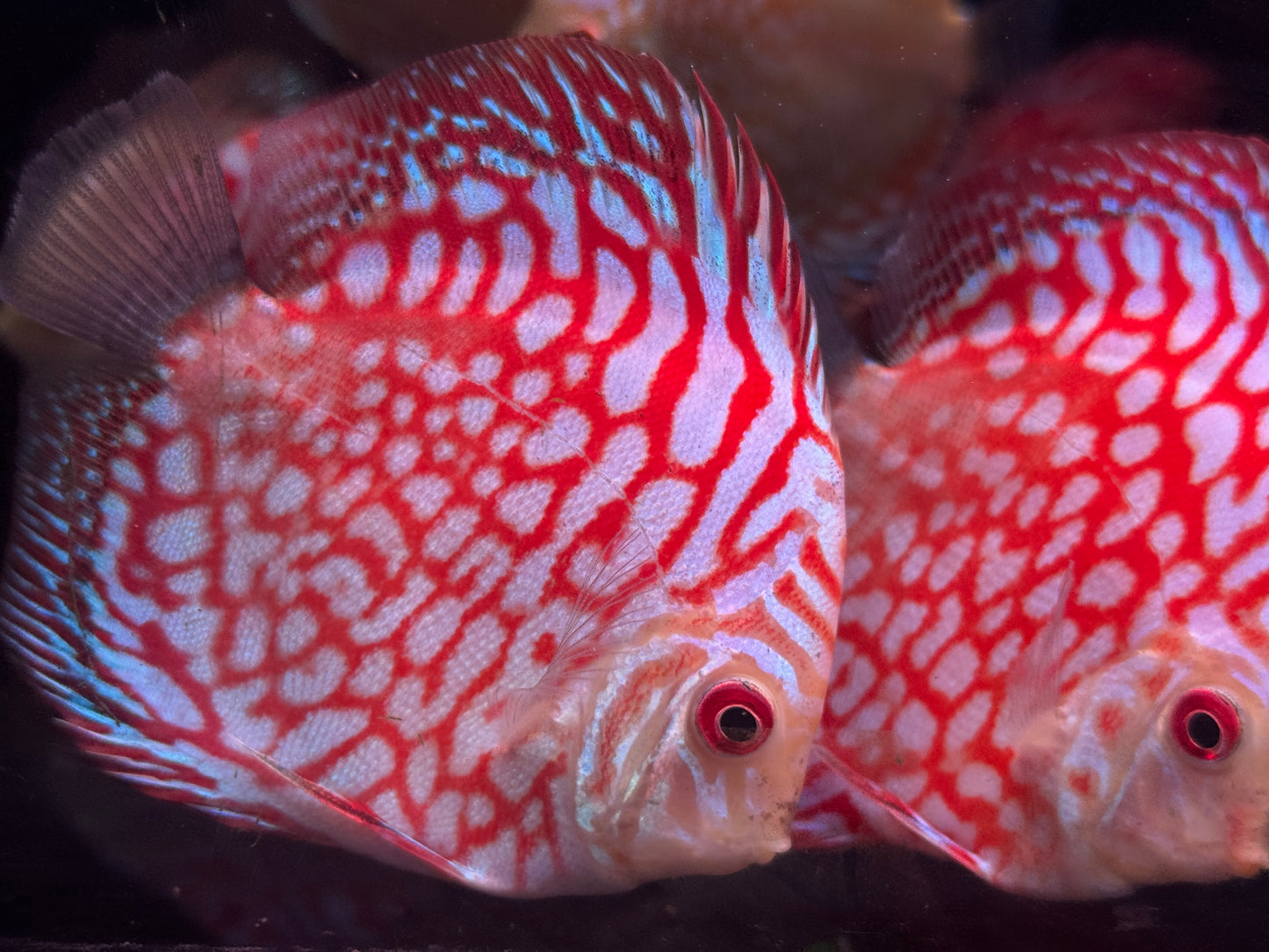 Discus