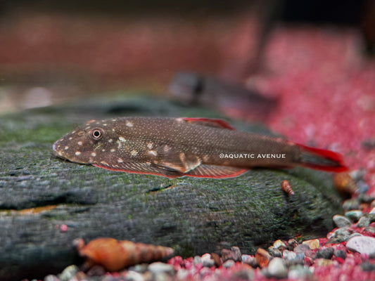 Gastromyzon ornaticauda sp. ‘starlight’